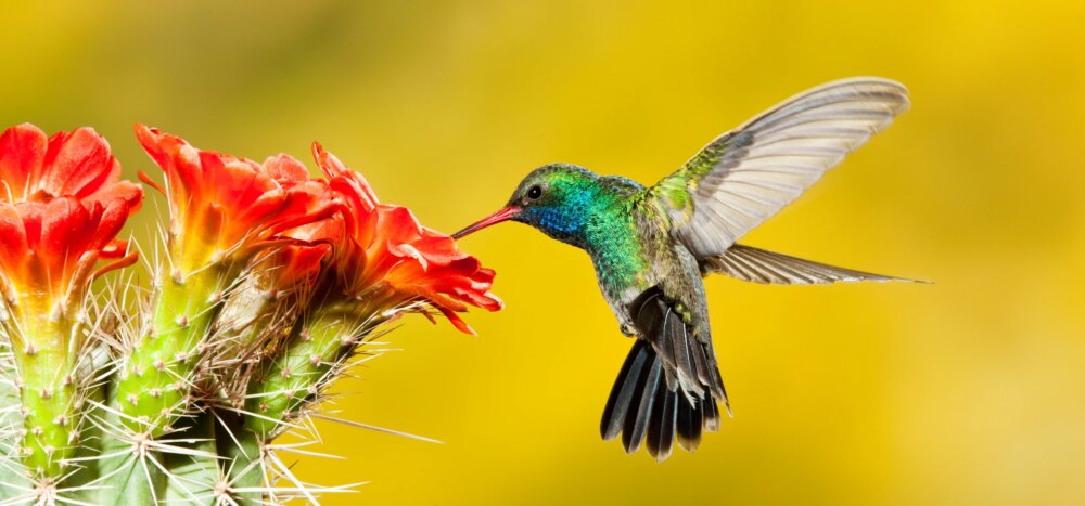 Humming Bird with a Cactus